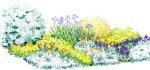Весенний цветник с японской айвой, дроком, молочаем, ирисами и иберийками
