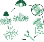 Как размножаются грибы
