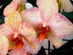 Посадка и размножение орхидей