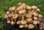 Чем питаются грибы