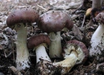 Пищевая ценность выращиваемых грибов