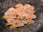 Опенок зимний, или зимний гриб